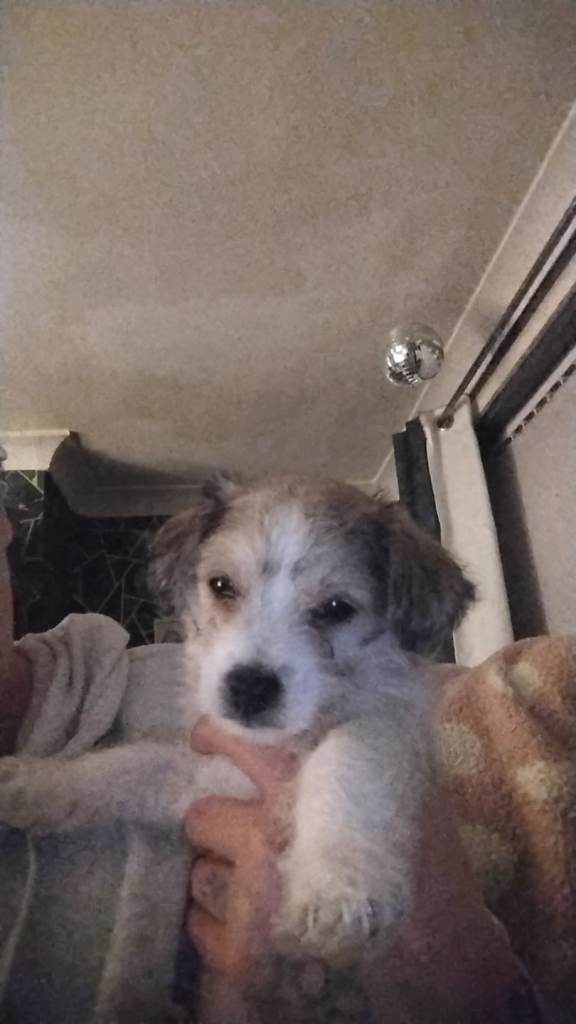 Patterdale x jack Russell x Maltese Puppies  