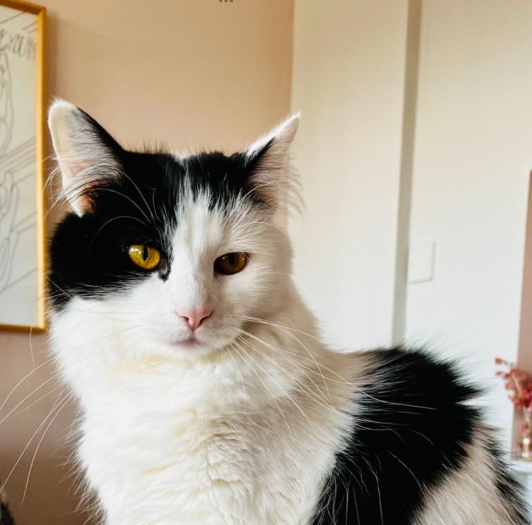 Large kitten. Looking for new home, outdoor access needed