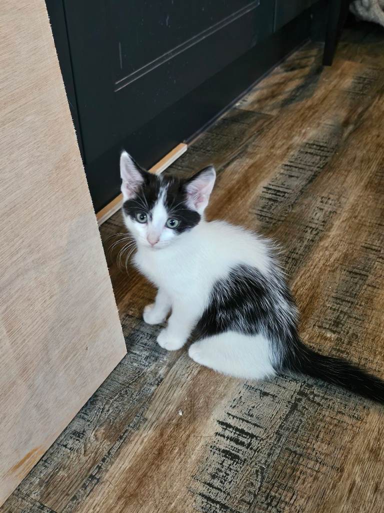 Three adorable British Short hair cross Kittenss now available for their new forever homes
