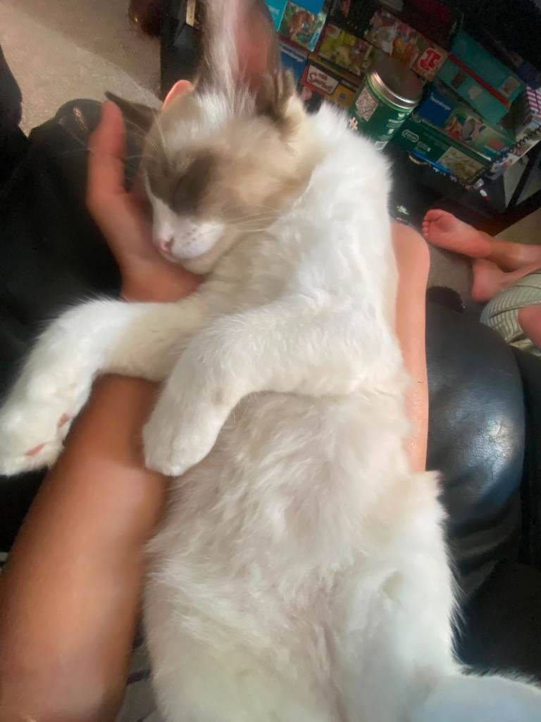 Boy ragdoll 6 months 