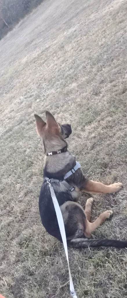 17 weeks old german shepherd 
