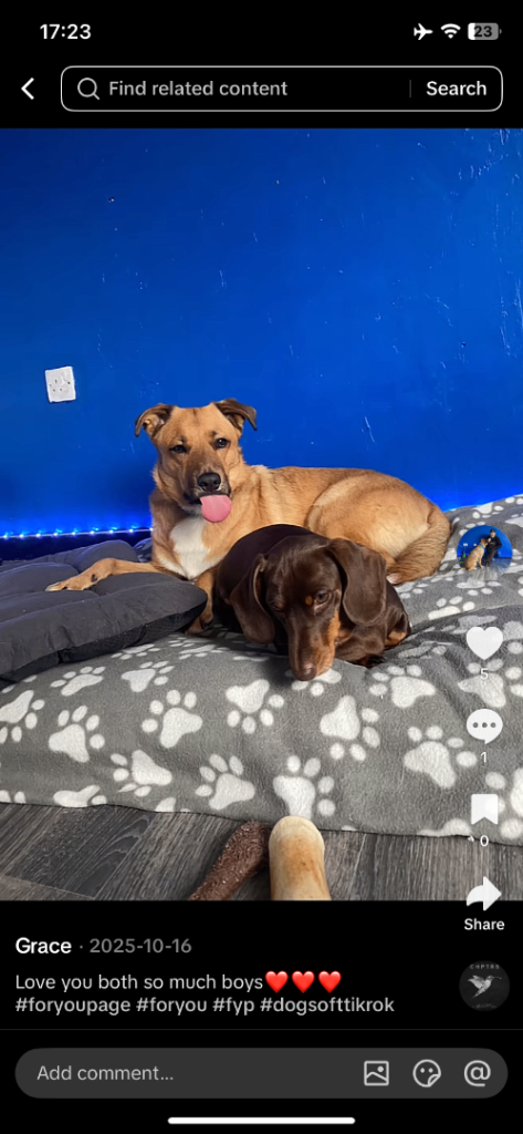 Dogs 