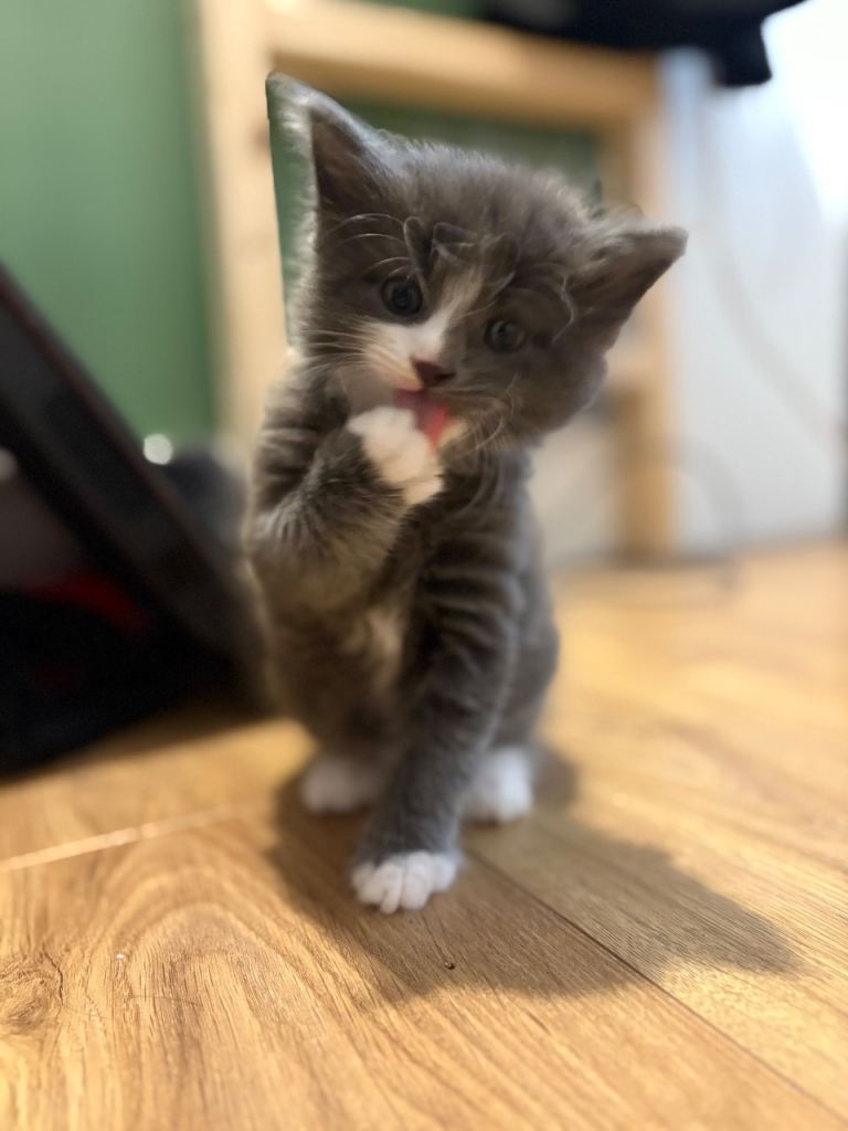 Beautiful fluffy kittens
