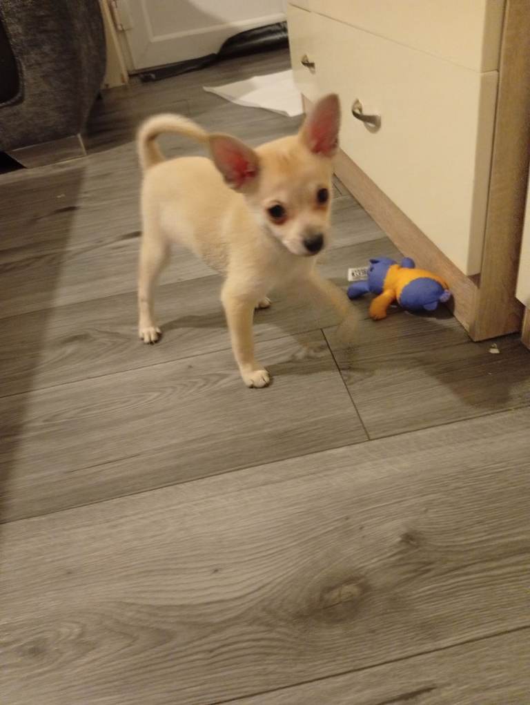 🏡 extra mini pinscher ready to move