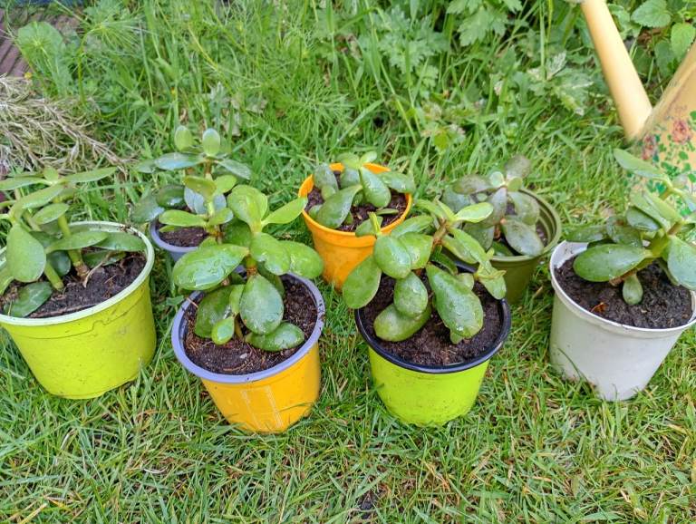 Money plants 