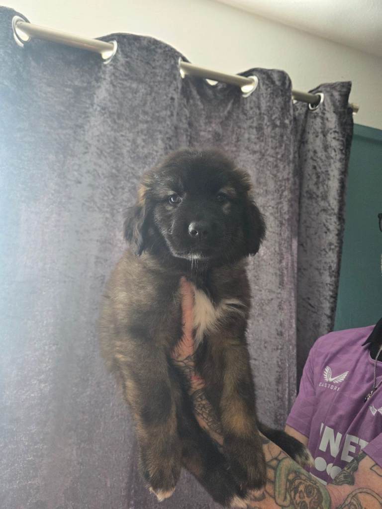 Caucasian shepherd x puppies