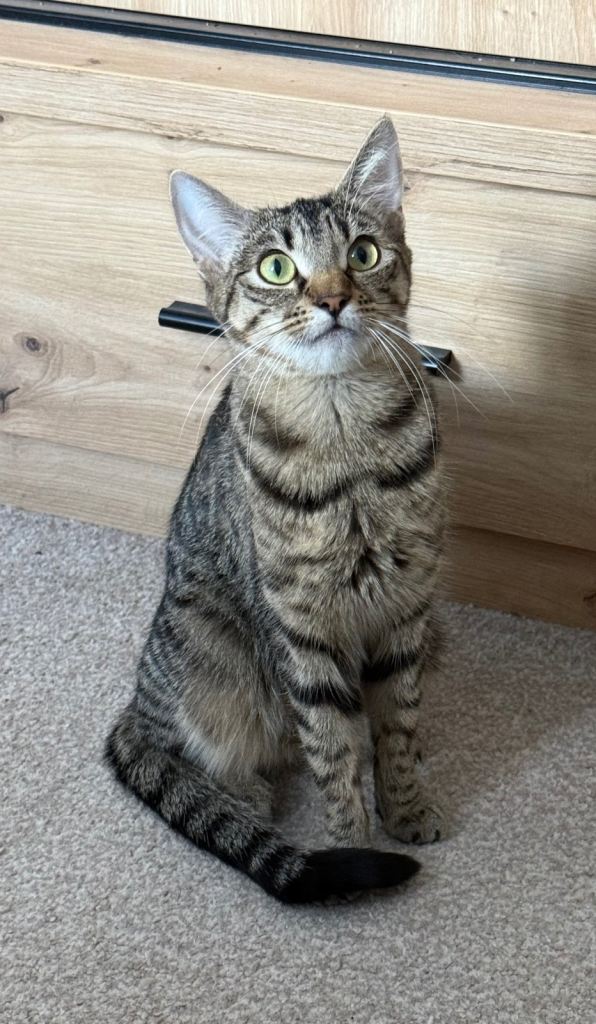 Minnie, 1 year old female tabby cat