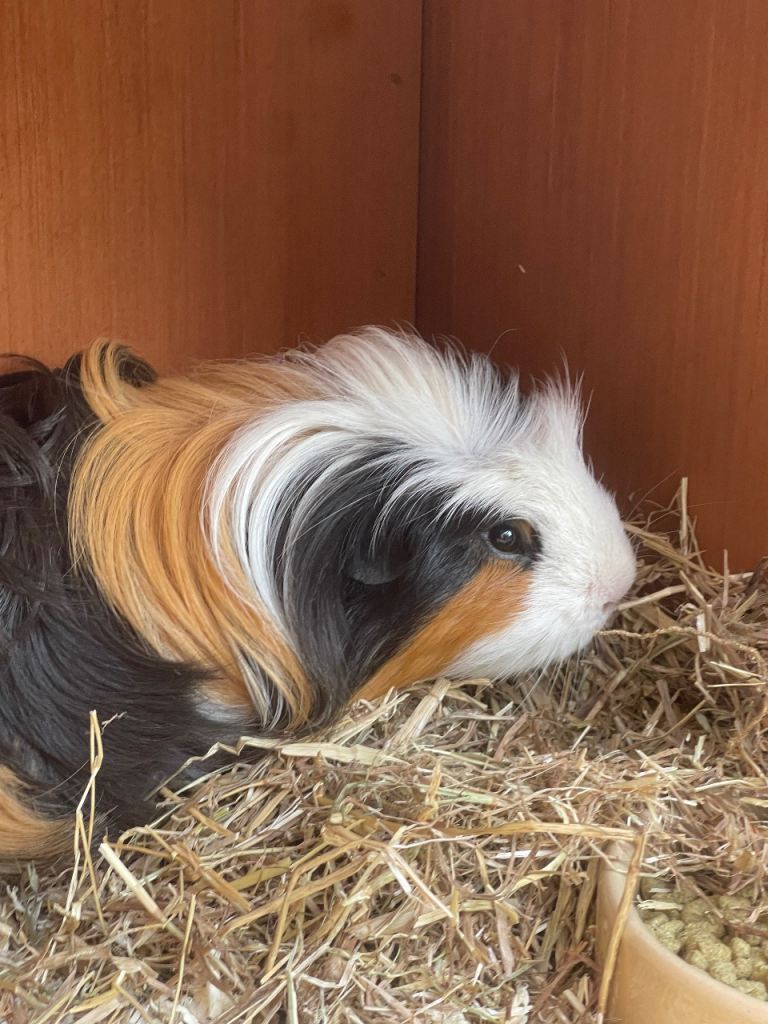 Three Boars looking for new home