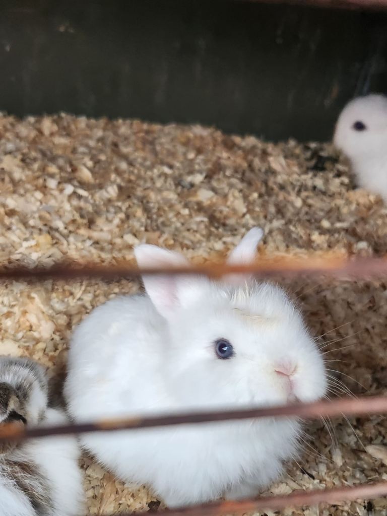 4 lovely lop bunnies 