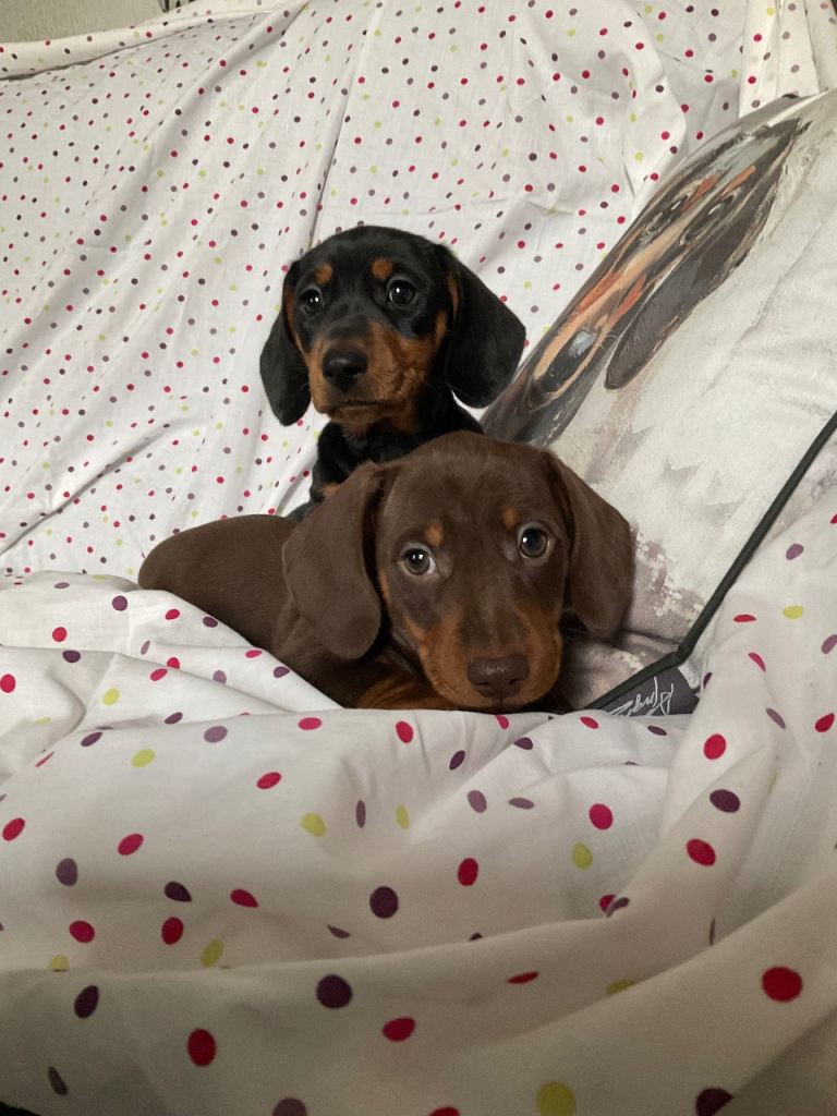Dachshunds puppys