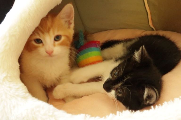 Beautiful Pair Of playful Kittens(brothers)| £110 Together only for serious genuine buyer 