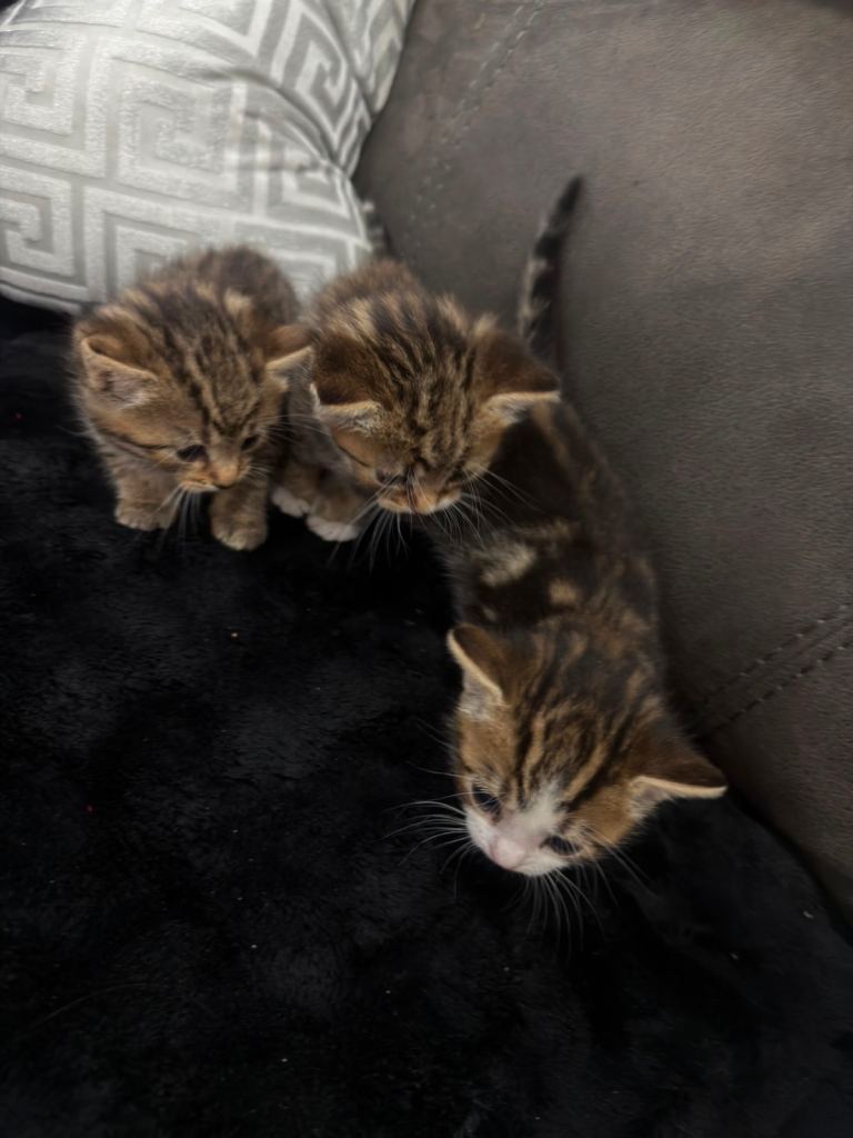 Beautiful kittens