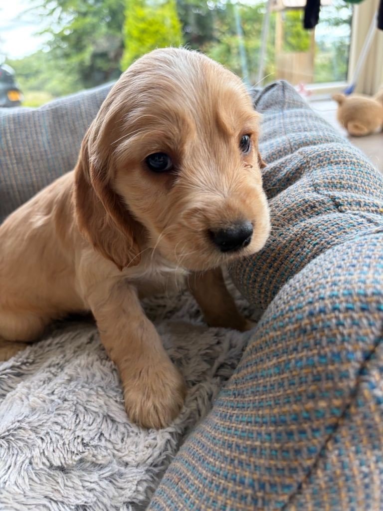 KC Registered Cocker Spaniel Puppies