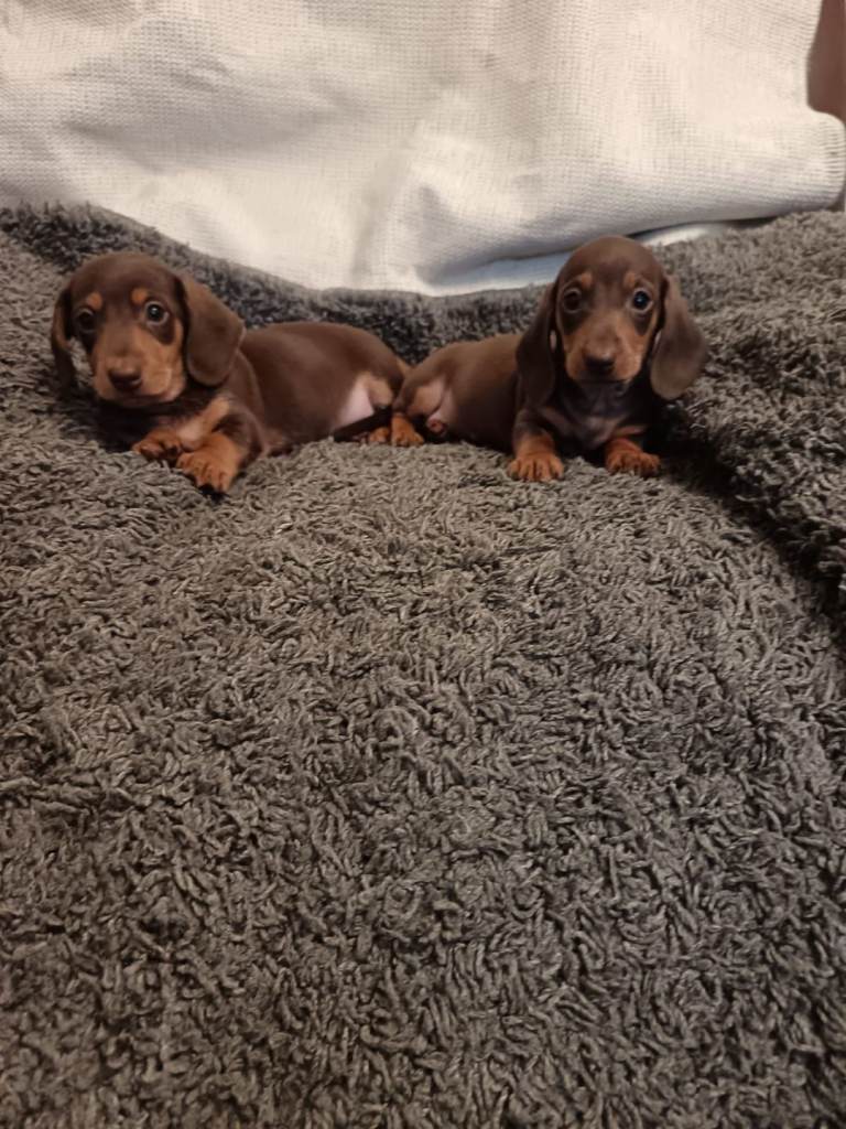 image for Miniature Dachshund 