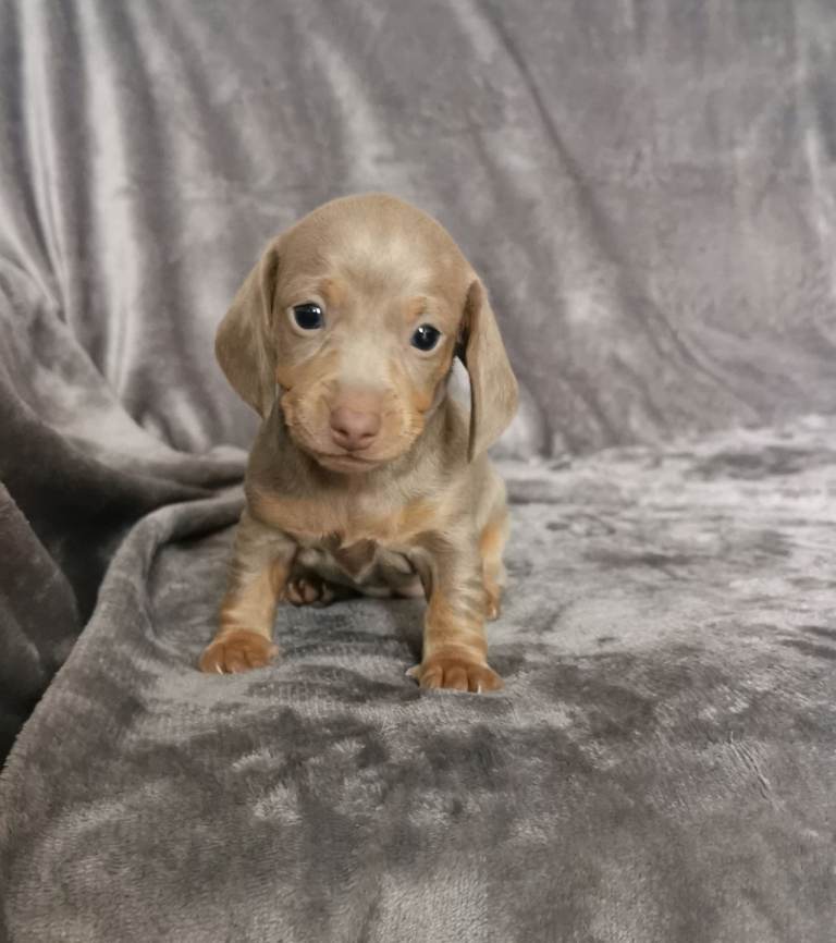 Miniature Dachshunds kc registered 