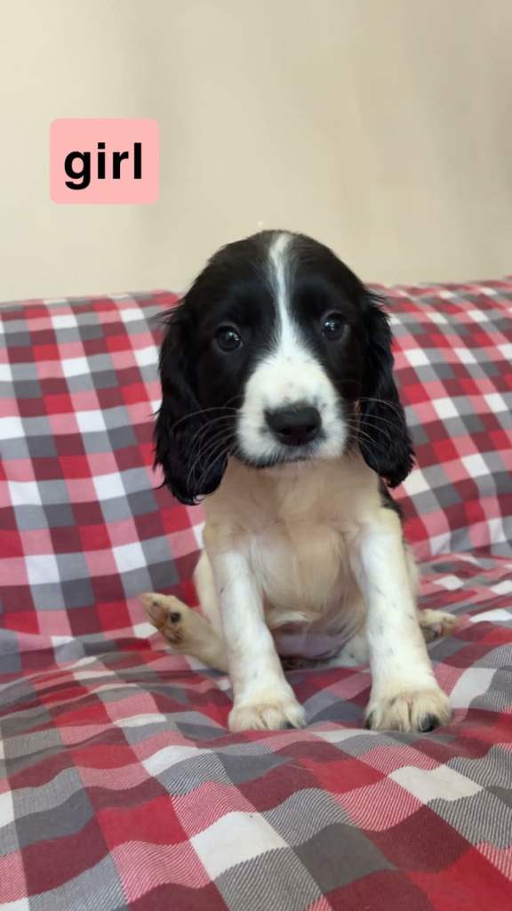 Sprocker spaniels for sale