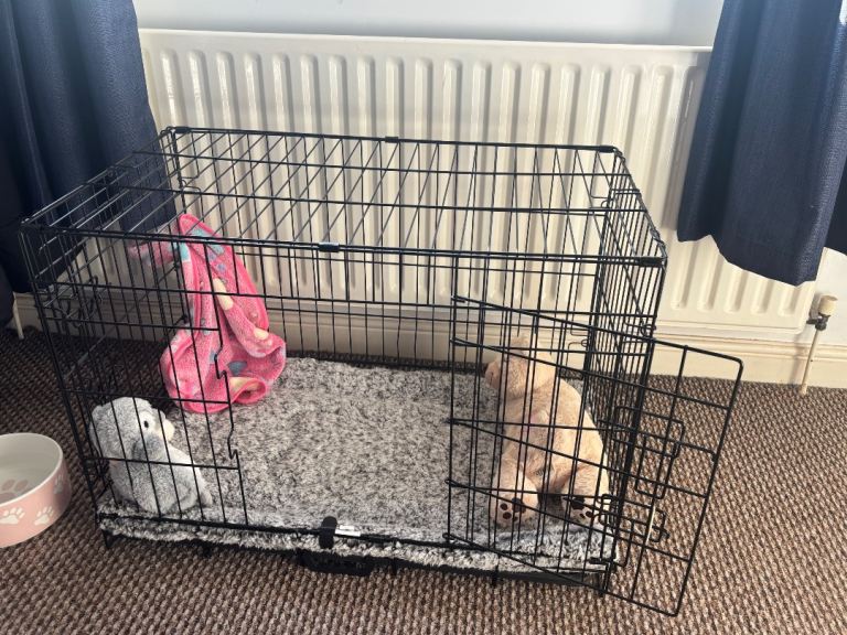 Medium dogs cage 