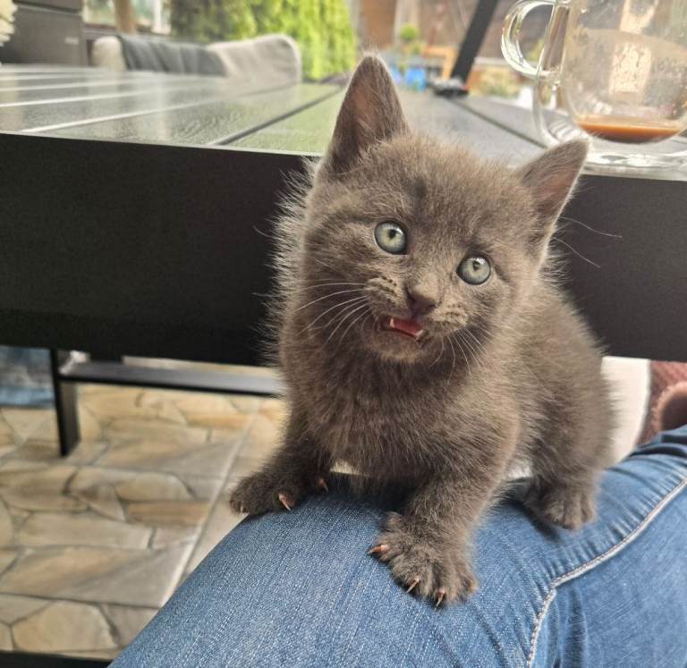 Russian blue and Turkish angora 