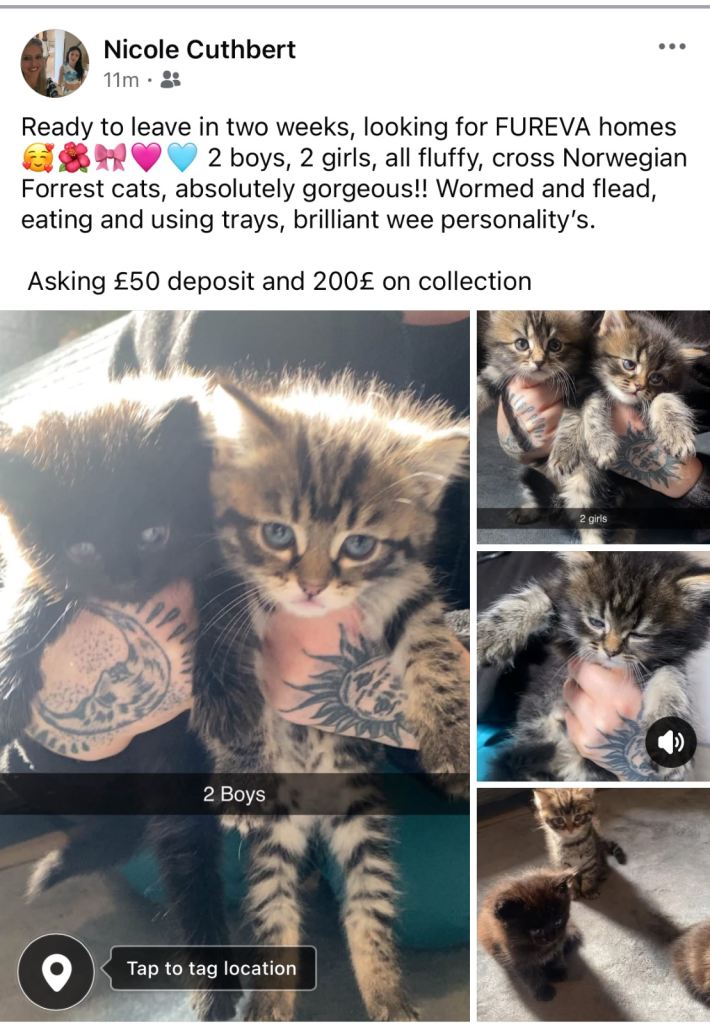 Kittens looking for therefore home 