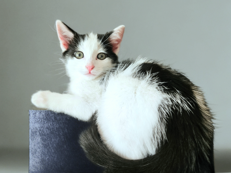 Adorable Kitten Looking for a Loving Home