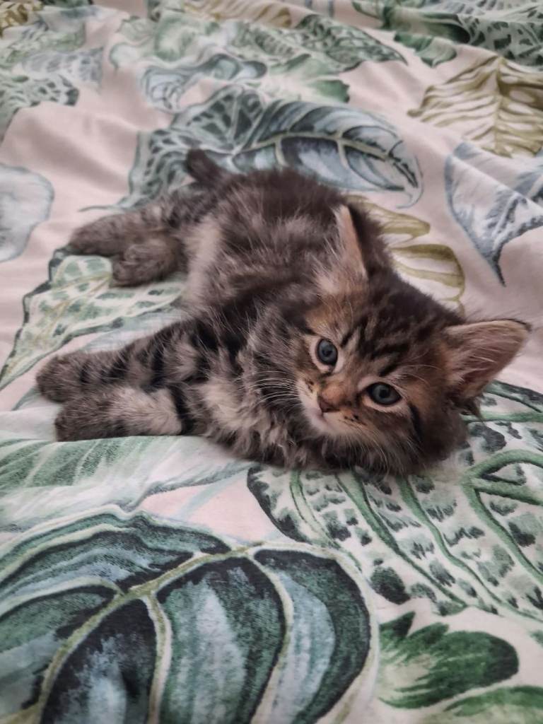 Kittens