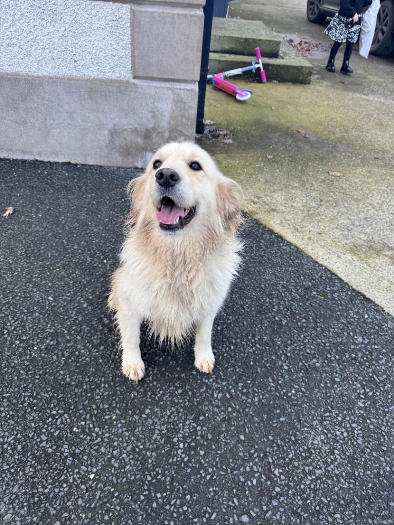 Golden retriever 