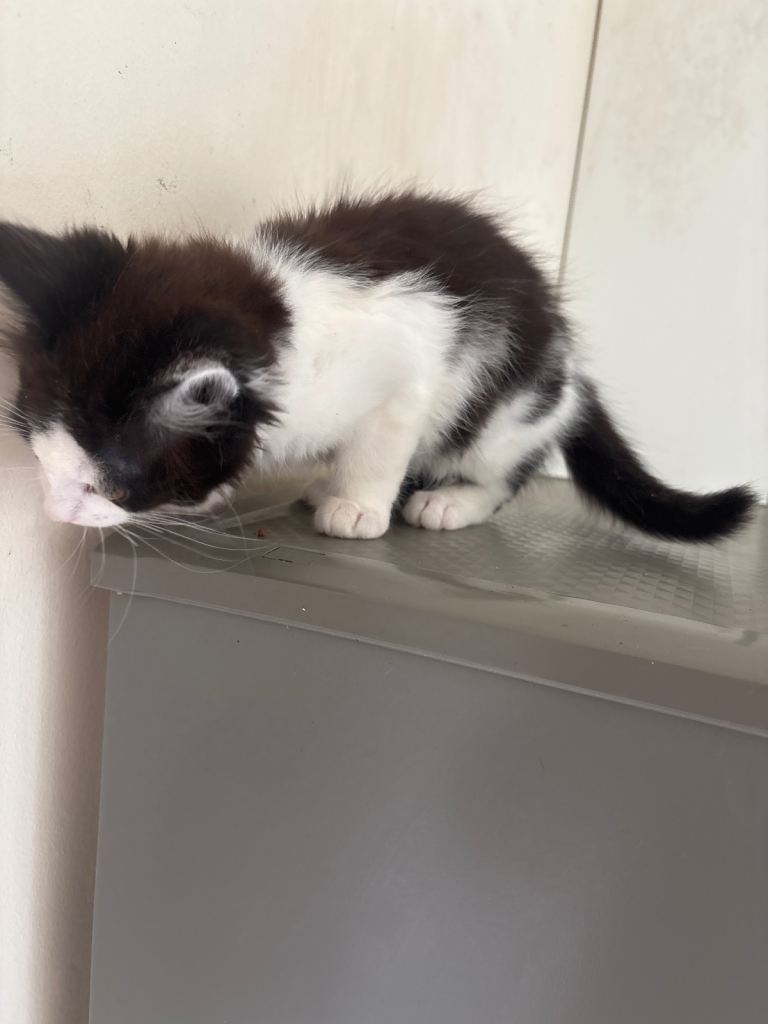 Beautiful kittens for sale, gorgeous and all socialised, 