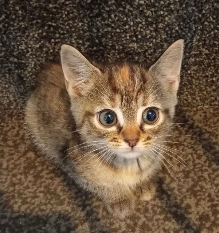6 kittens males and females 