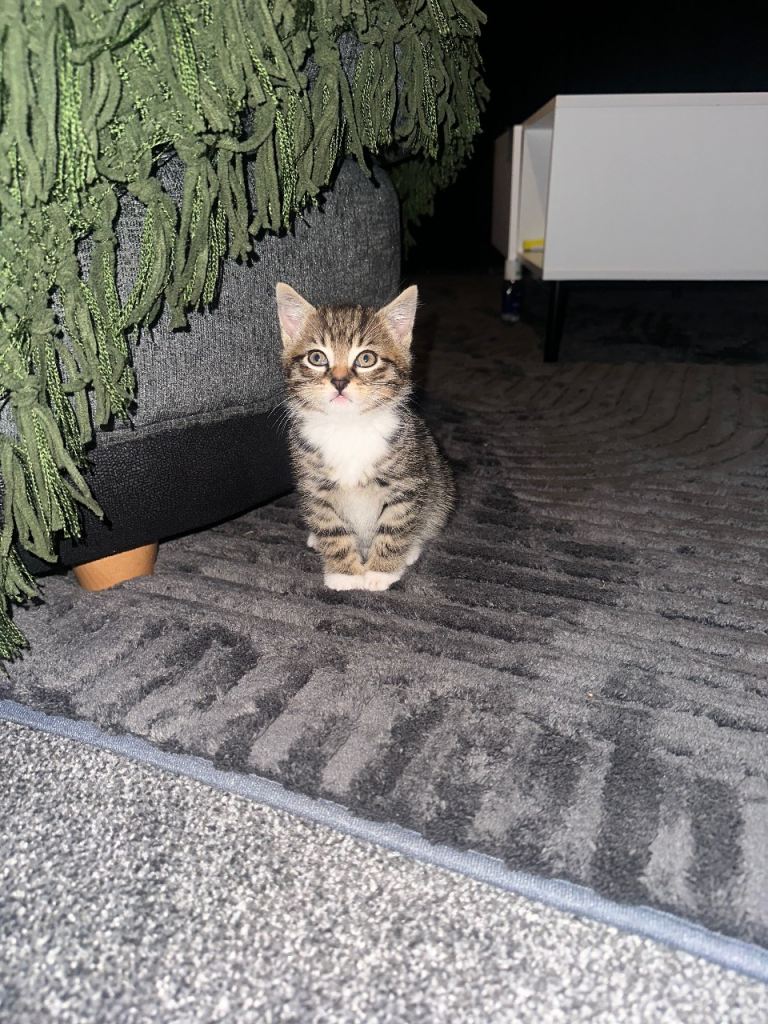 Male tabby kitten