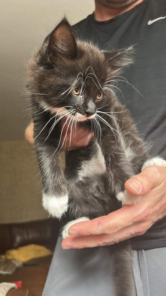 I have 3 beautiful male kittens for sale. 