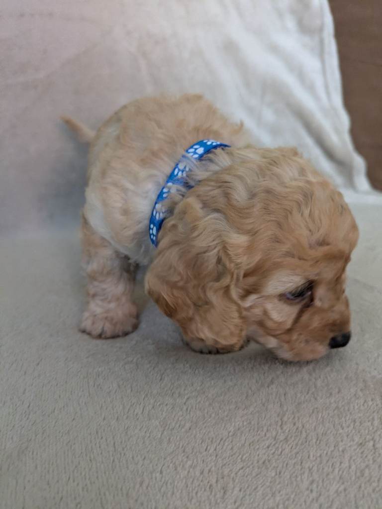 F2 cockapoo pups 