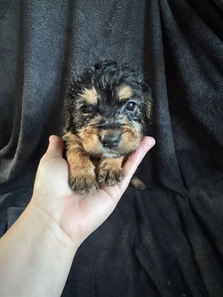Cockapoo puppies 