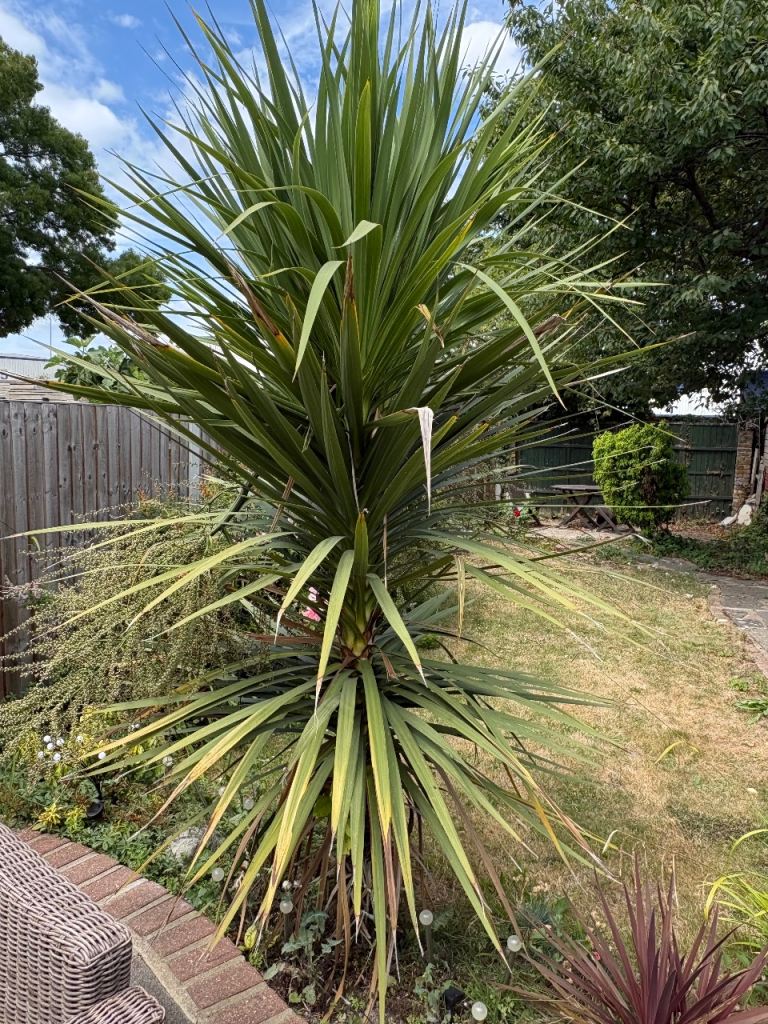 Large Healthy Cordyline Plant – Ready for New Garden