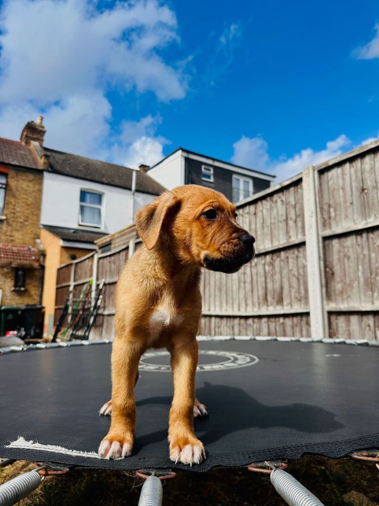 5-Month-Old Male Staffy Puppy – Rio – Friendly & Healthy (IG3)