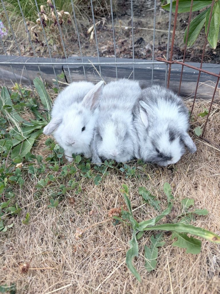 🐰 Pure Mini Lop Bunnies for Sale 🐰