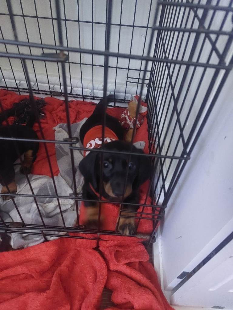 Dachshund puppies for sale, 