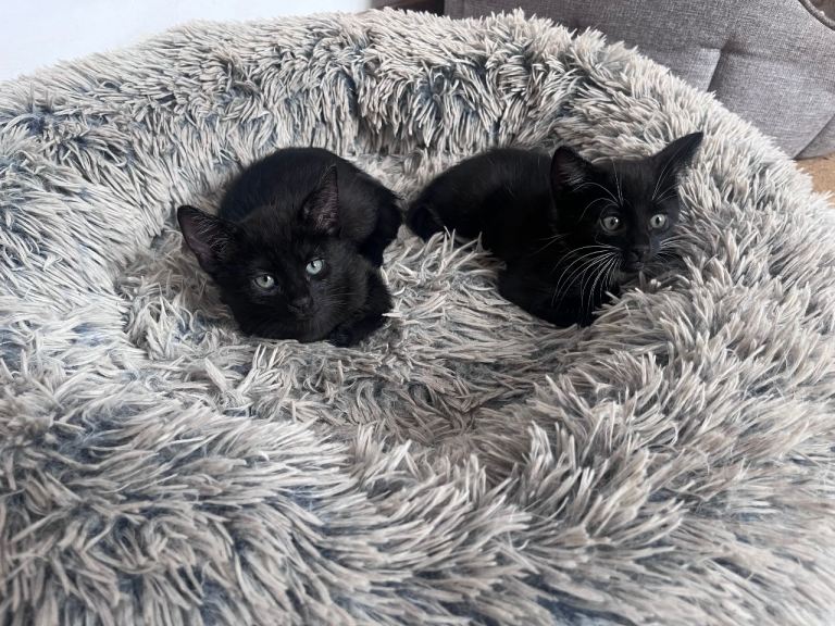 Kittens ready to go 