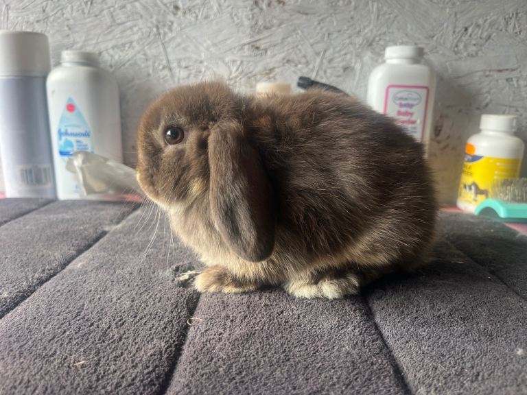 Mini lop 