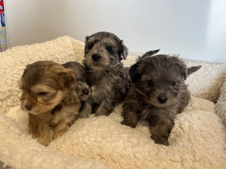F1 Maltipoo puppies 