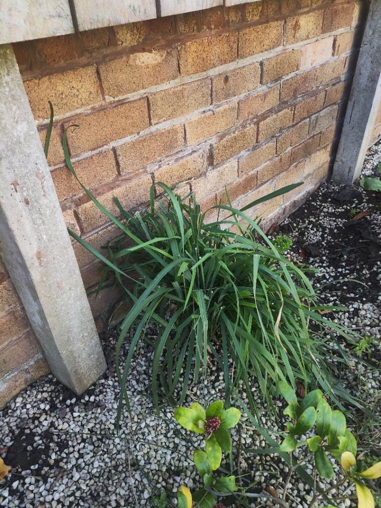 5 free Decorative Grass Plants 