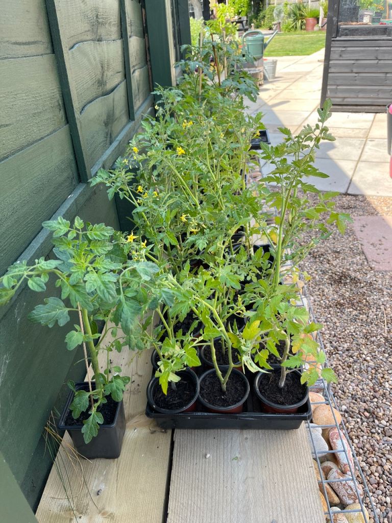 Tomato plants 