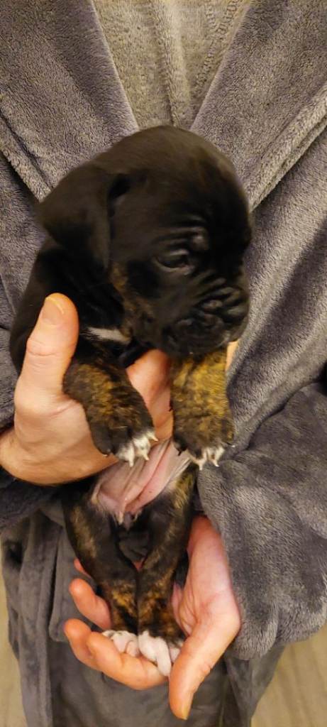 Cane Corso cross American bulldog puppy's 