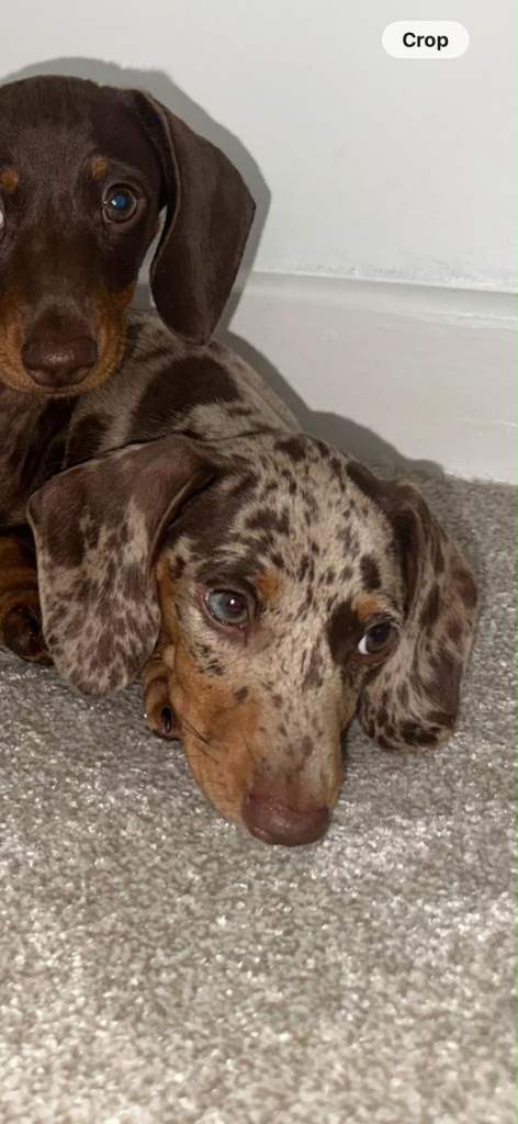 Dachshund puppies x2 left ! 