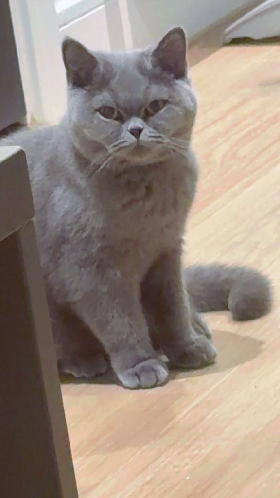 British Shorthair Cat - MALE 9 months 