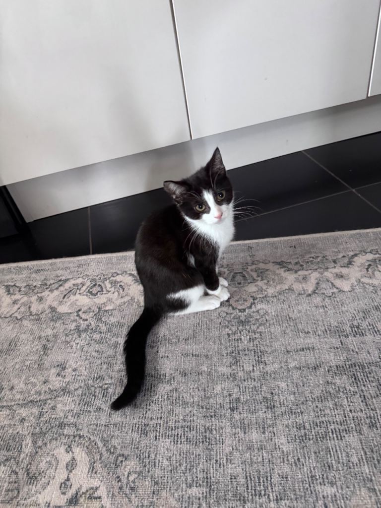 Smoky - Tuxedo shorthair - Open To Offers!