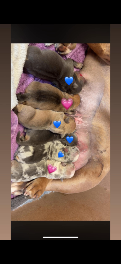 Chunky pocket bully pups 