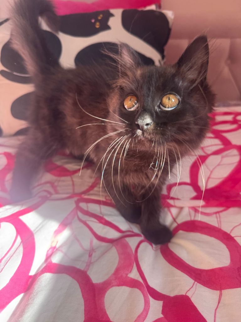 Beautiful kitten 12 weeks old