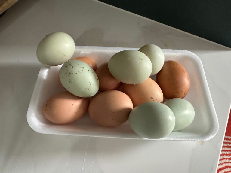 Hatching or Eating Eggs fresh 