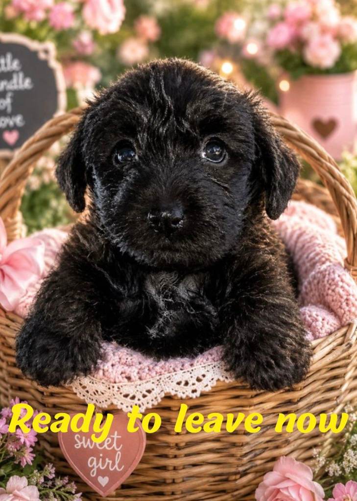 Miniature poodle X terrier miniature poodle x