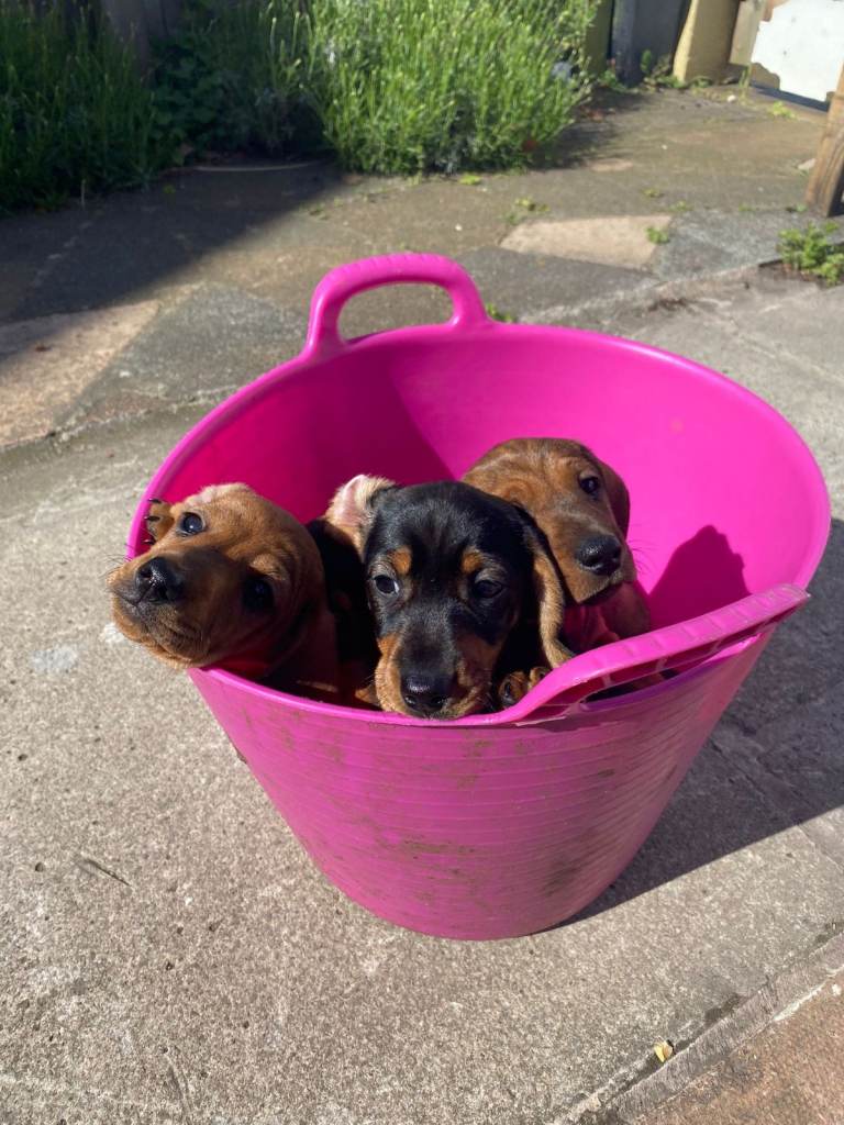 READY NOW - 4 x Male Dachshund puppies